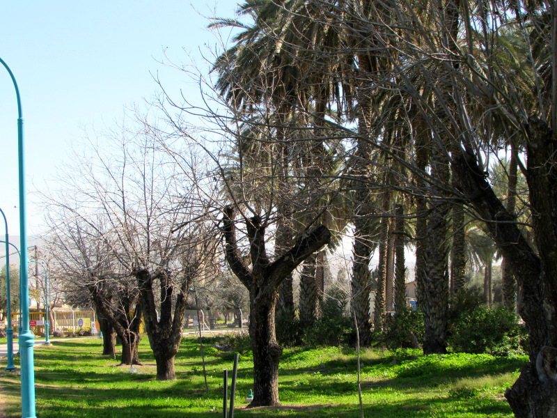 עצי הפקאן הגזומים בשלכת, ברקע- מטע התמרים- צילם: מיכה תמיר