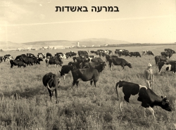 פרות במרעה באשדות יעקב הצעירה. הצילום באדיבות הארכיון