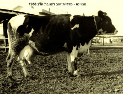 'מצוינת'- הפרה שזכתה במדליית זהב לתנובת חלב לשנת 1958- הצילום באדיבות הארכיון