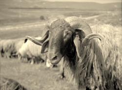 כבשים במרעה- צילם: אליהו כהן ז"ל