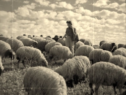 עדר כבשים ורועה- צילם: אליהו כהן ז"ל