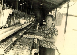 חנה שור ז"ל באיסוף ביצים- הצילום באדיבות הארכיון