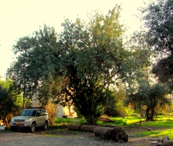 עץ החרוב מאחורי בית 17- צילם: מיכה תמיר