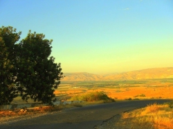 עץ החרוב ברמת סירין- צילם: מיכה תמיר