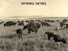 פרות במרעה באשדות יעקב הצעירה. צילם: אליהו כהן ז'ל