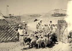 עדר הצאן בגשר- צילם: אליהו כהן ז"ל