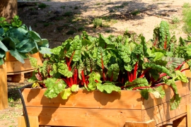 קטיף ירקות בגינה האקולוגית הקהילתית 30/3/21 - מיכה תמיר(19 תמונות)