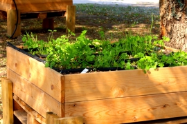 קטיף ירקות בגינה האקולוגית הקהילתית 30.3.21 (6)