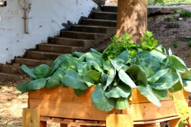 קטיף ירקות בגינה האקולוגית הקהילתית 30.3.21 (3)