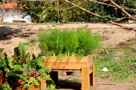 קטיף ירקות בגינה האקולוגית הקהילתית 30.3.21