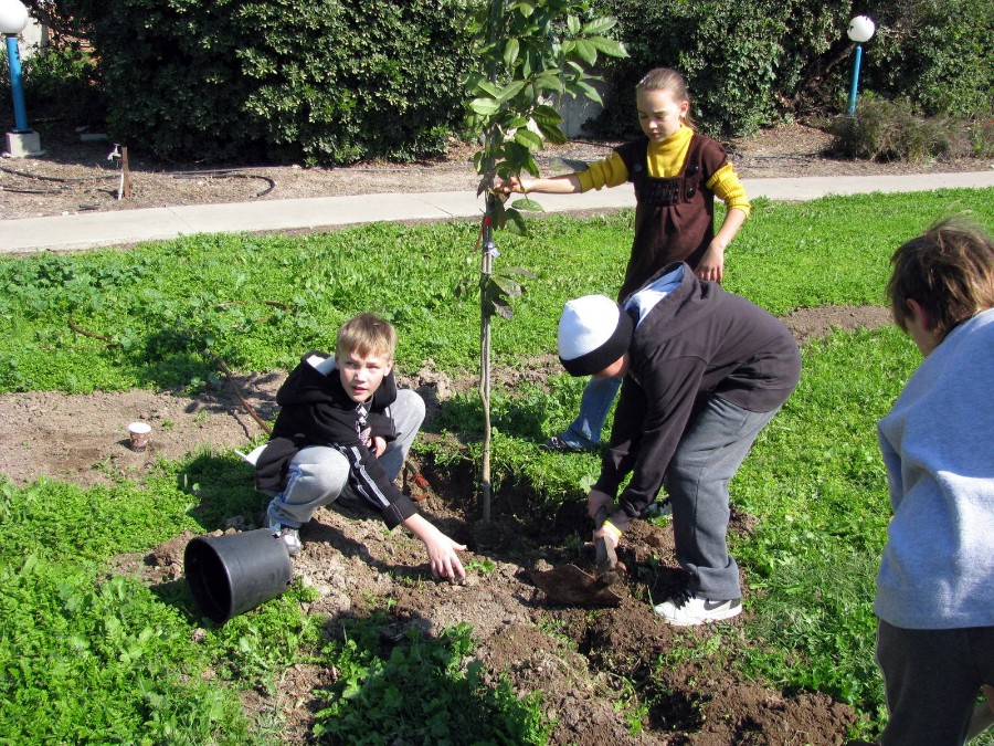 ט'ו בשבט 2010 (33)