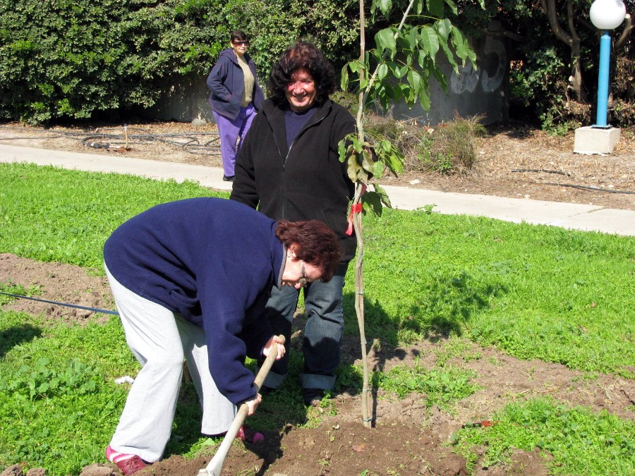 ט'ו בשבט 2010 (35)