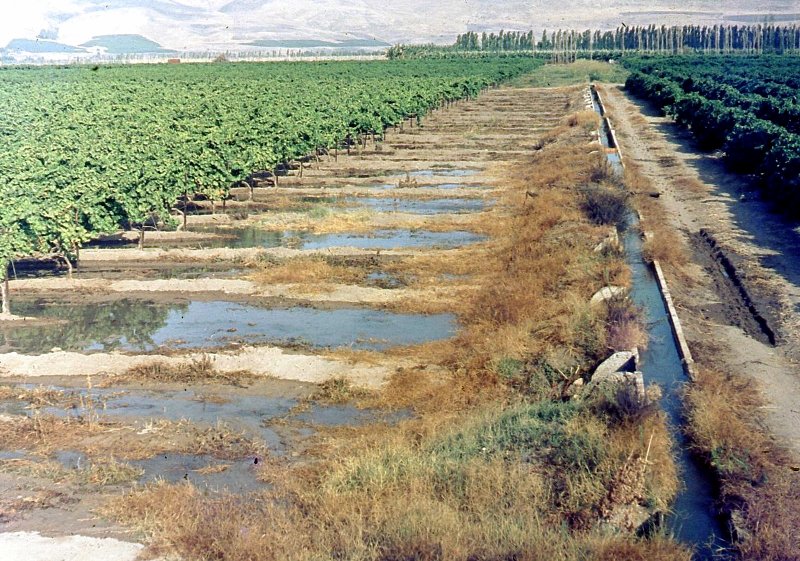 השקיית המטעים והשדות במים מן האקוודוקט. הצילום באדיבות הארכיון