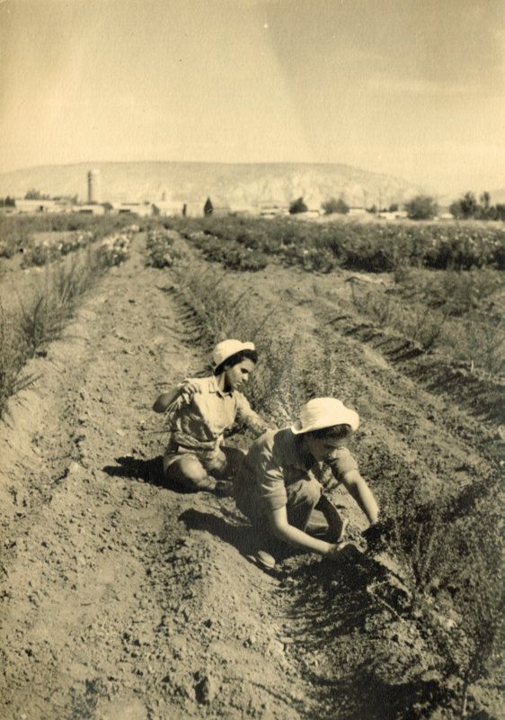 משתלת הגפנים בכרם.
דבורה נמרי ועדינה אגוזי ז"ל. התמונה מהארכיון