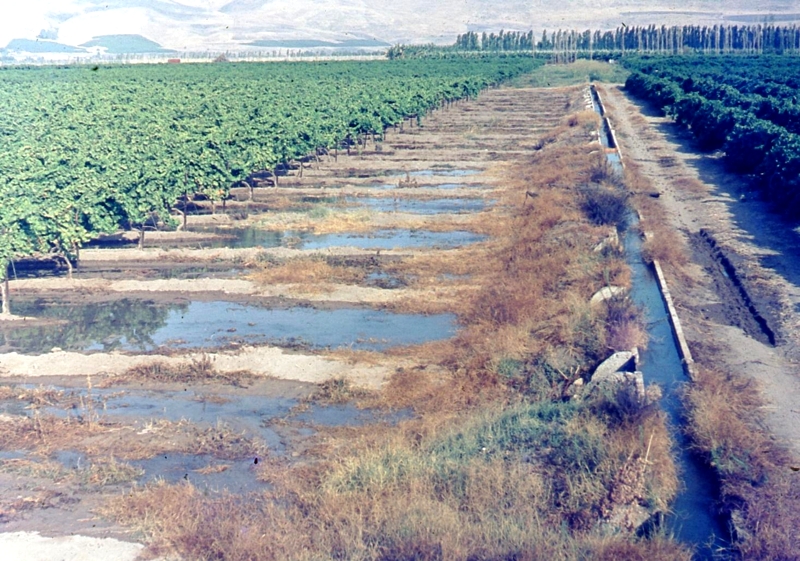 תעלום השקייה מהאקוודוקט לכרם. התמונה מהארכיון