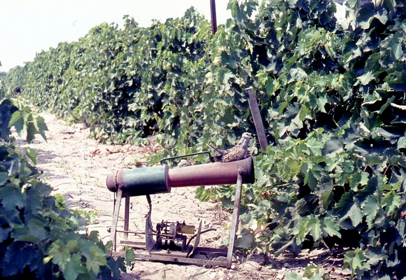 הכרם. התמונה מהארכיון