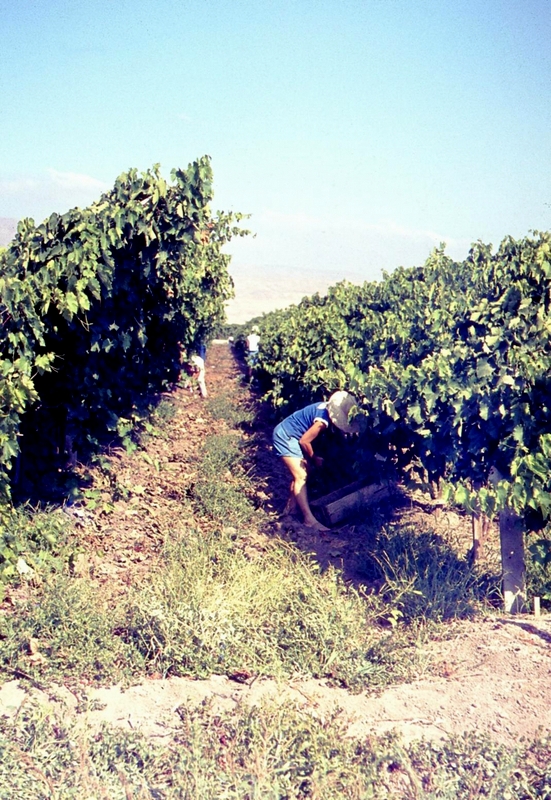 הכרם. התמונה מהארכיון