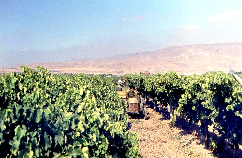 הכרם. התמונה מהארכיון