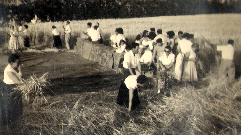 הבאת העומר 1956- צילם: אליהו כהן ז"ל