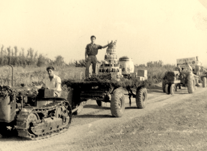 שבועות בשנים הראשונות של אשדות מאוחד. התמונה מהארכיון