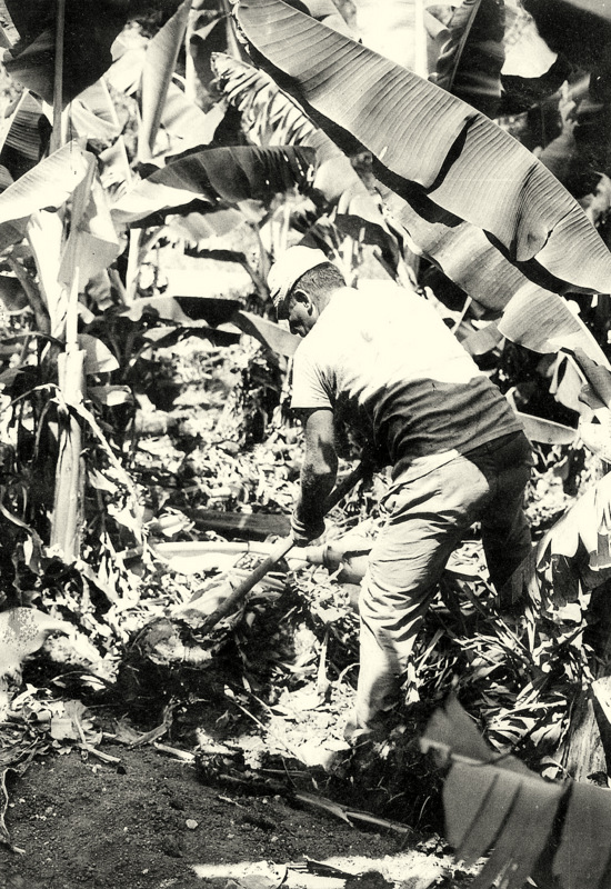צבי ארד מוציא שתילים לנטיעת בננות 30.6.1971.
התמונה מהאוסף של מיכה תמיר