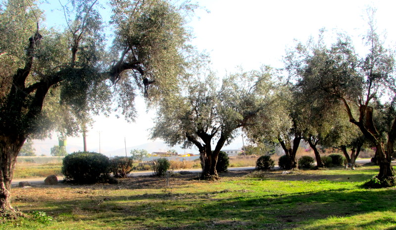 צומח דומם לאחר המסיק (2)