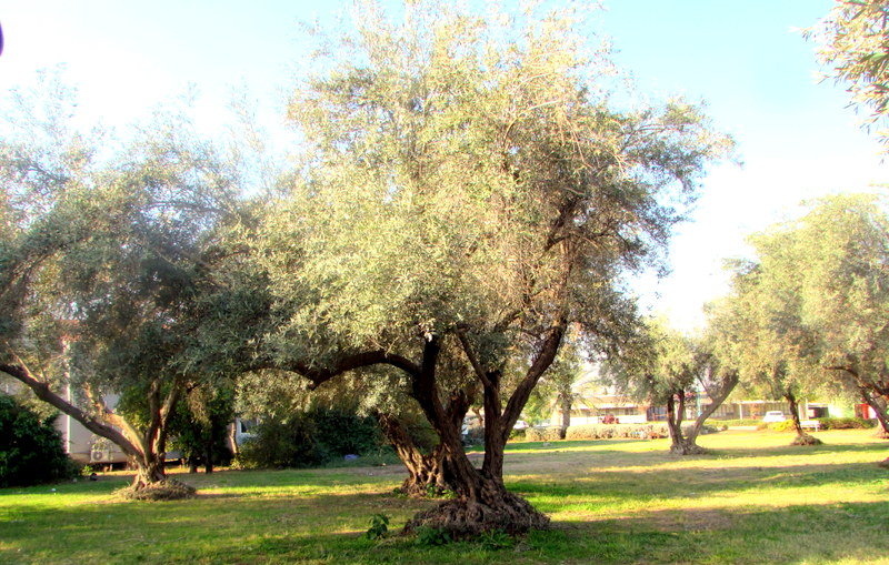 צומח דומם לאחר המסיק (10)