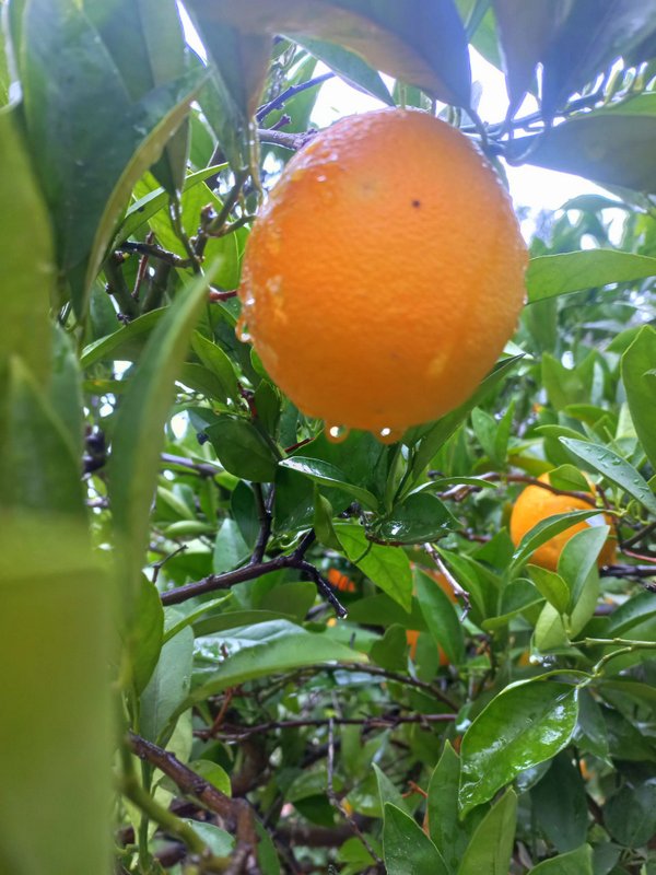 תפוז בגשם