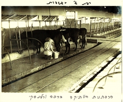 הרפתנית הוותיקה ברכה ורלינסקי ז"ל. התמונה מהארכיון