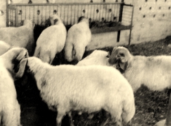הכבשים בדיר- צילם: אליהו כהן ז"ל