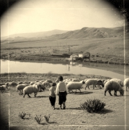 כבשים וילדים במרעה- צילם: אליהו כהן ז"ל