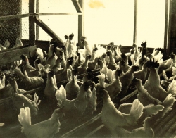 תרנגולות- הצילום באדיבות הארכיון