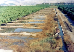 השקיית המטעים והשדות במים מן האקוודוקט. התמונה מהארכיון