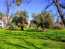 עצי הזית בסמוך לבית 12- צילמה: אלה תמיר עציוני