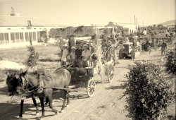 שבועות עבר והווה- ביכורים באשדות יעקב הצעירה. "בתחילה הלכו ברגל או על עגלת בהמות". צילם: אליהו כהן ז"ל