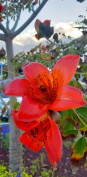 פרח עץ בומבק הודי (צולם בחניית בית איל)