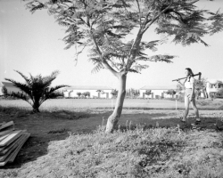 נערה בעבודה והעצים הקטנים בחורשה באשדות יעקב הצעירה. צילם: אליהו כהן ז"ל